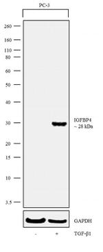 IGFBP4 Antibody in Western Blot (WB)