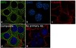 EEF2 Antibody in Immunocytochemistry (ICC/IF)