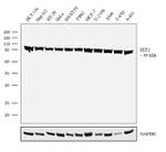 EEF2 Antibody in Western Blot (WB)