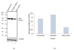 EEF2 Antibody in Western Blot (WB)