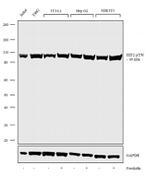 Phospho-EEF2 (Thr56) Antibody in Western Blot (WB)