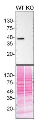 CK2 alpha-1 Antibody in Western Blot (WB)