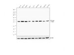 CK2 alpha-1 Antibody in Western Blot (WB)