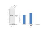 CK2 alpha-1 Antibody in Western Blot (WB)