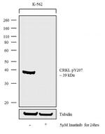 Phospho-CrkL (Tyr207) Antibody in Western Blot (WB)