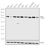 UHRF1 Antibody in Western Blot (WB)