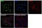 BRD8 Antibody in Immunocytochemistry (ICC/IF)