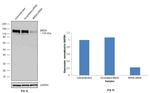 BRD8 Antibody in Western Blot (WB)