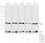 Histone H1.4 Antibody in Western Blot (WB)