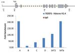 Histone H1.4 Antibody in ChIP Assay (ChIP)