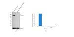 Axl Antibody in Western Blot (WB)