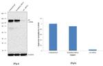 Axl Antibody