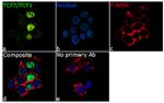 TCF7 Antibody in Immunocytochemistry (ICC/IF)