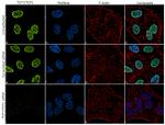 TCF7 Antibody in Immunocytochemistry (ICC/IF)