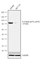 Phospho-beta Catenin (Thr41, Ser45) Antibody in Western Blot (WB)