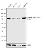 Phospho-beta Catenin (Thr41, Ser45) Antibody in Western Blot (WB)