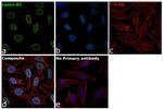 Lamin B1 Antibody in Immunocytochemistry (ICC/IF)