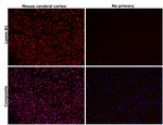 Lamin B1 Antibody in Immunohistochemistry (Paraffin) (IHC (P))