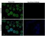 Lamin B1 Antibody in Immunohistochemistry (Paraffin) (IHC (P))