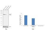 Lamin B1 Antibody in Western Blot (WB)