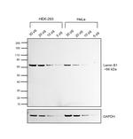 Lamin B1 Antibody in Western Blot (WB)