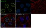 Lamin B1 Antibody in Immunocytochemistry (ICC/IF)