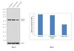 Lamin B1 Antibody