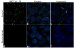 Phospho-AMOT (Ser175) Antibody