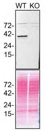 STING Antibody