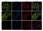 SAV1 Antibody