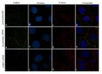 53BP2 Antibody