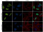 VGLL4 Antibody