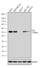 TAZ Antibody in Western Blot (WB)