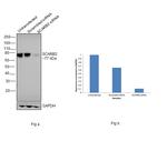 LIMP2 Antibody in Western Blot (WB)