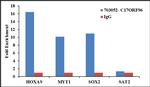 C17orf96 Antibody in ChIP Assay (ChIP)