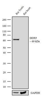 DDX5 Antibody