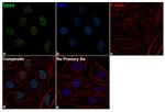 DDX5 Antibody in Immunocytochemistry (ICC/IF)