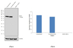 DDX5 Antibody in Western Blot (WB)