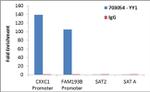 YY1 Antibody