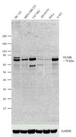 NUMB Antibody in Western Blot (WB)