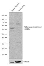 AFP Antibody in Western Blot (WB)