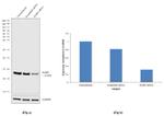 SLIRP Antibody