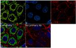 LRP130 Antibody in Immunocytochemistry (ICC/IF)