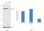 LRP130 Antibody in Western Blot (WB)