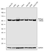 PNPase Antibody in Western Blot (WB)