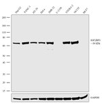 IGF2BP3 Antibody in Western Blot (WB)