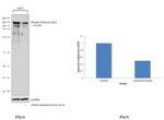 Phospho-RNA pol II CTD (Ser2) Antibody in Western Blot (WB)