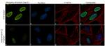 Phospho-RNA pol II CTD (Ser2) Antibody in Immunocytochemistry (ICC/IF)