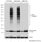 ISG15 Antibody in Western Blot (WB)