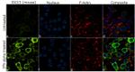 ISG15 Antibody in Immunocytochemistry (ICC/IF)